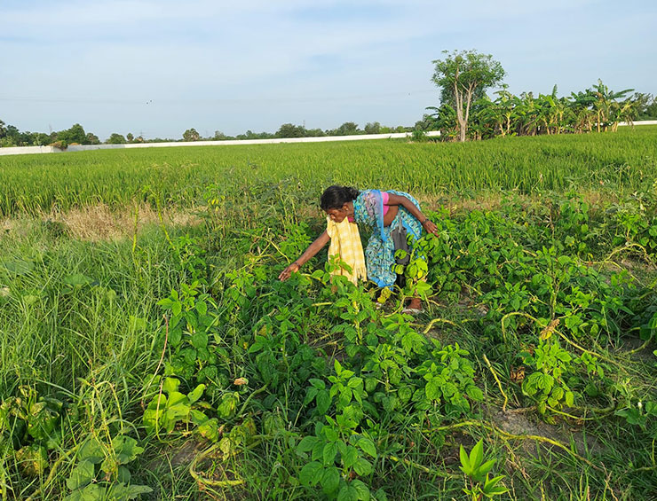 Collective Farming